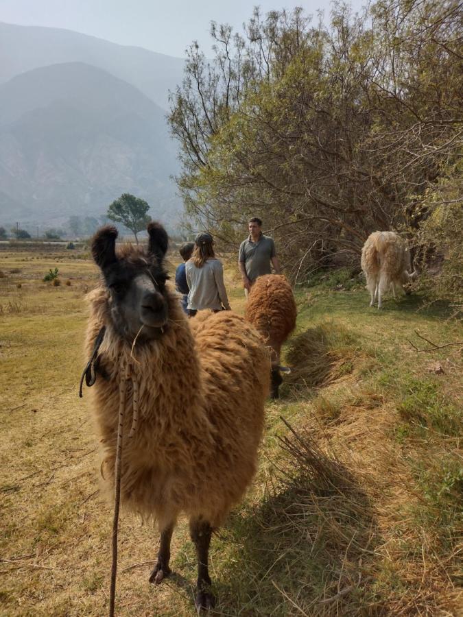 Dormir con llamas Maimará Exterior foto