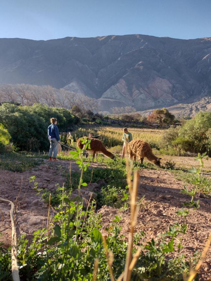 Dormir con llamas Maimará Exterior foto